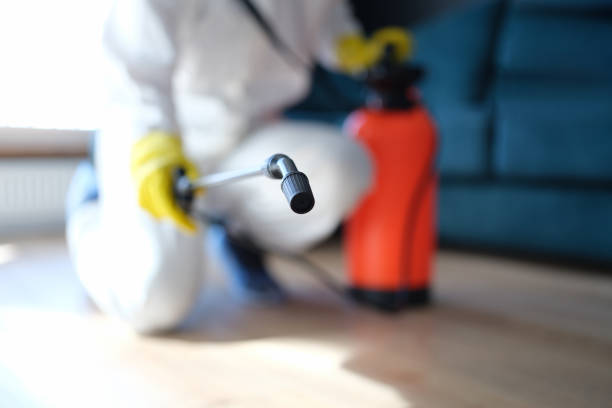 Best Mold Odor Removal Services  in Ladera Ranch, CA
