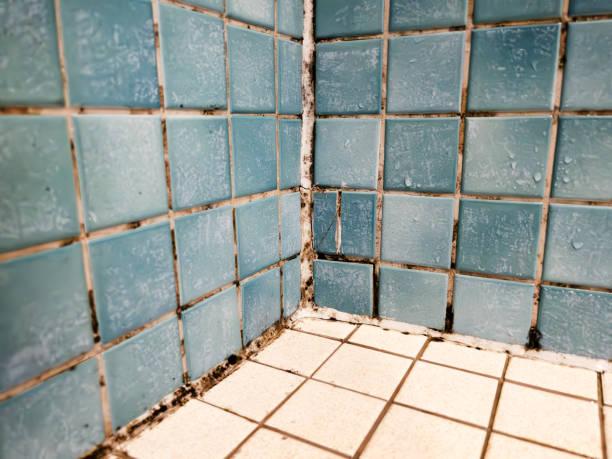 Environmental Consulting for Mold Prevention in Ladera Ranch, CA