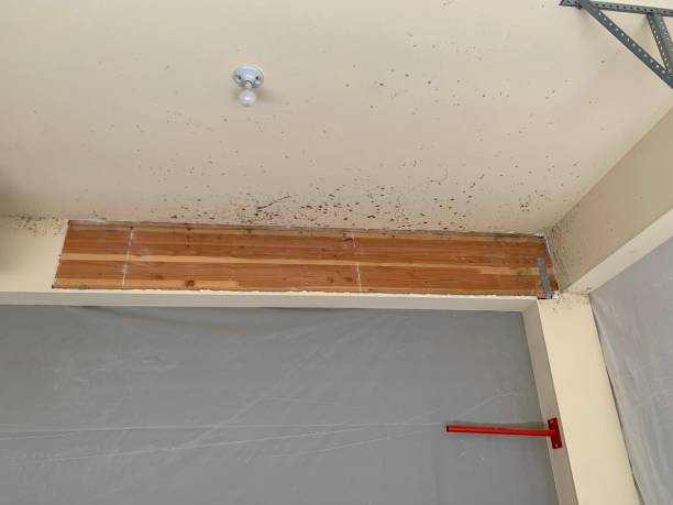 Best Mold Prevention Services  in Ladera Ranch, CA