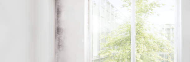 Ladera Ranch, CA Mold Removal Company