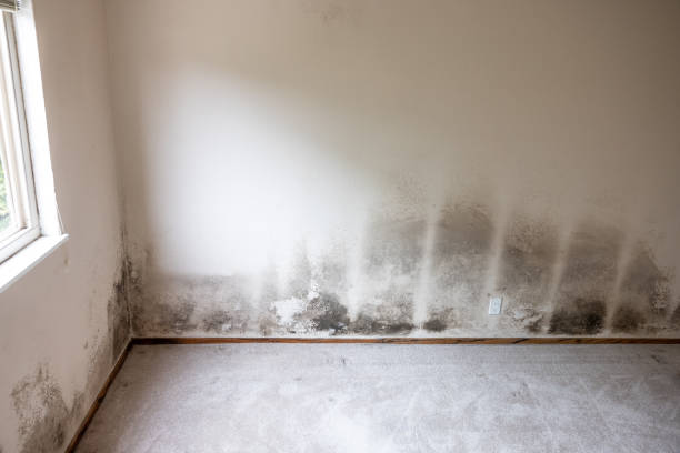 Best Black Mold Removal  in Ladera Ranch, CA