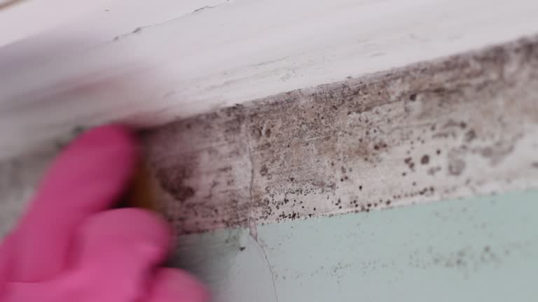 Best Attic Mold Removal  in Ladera Ranch, CA